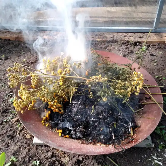 Такое окуривание дымом, да ещё насыщенным камфорой пижмы, насекомые не выносят, большинство теплицу покидают.