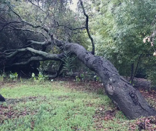 Патологический наклон, который развивается внезапно, уже вызывает беспокойство.