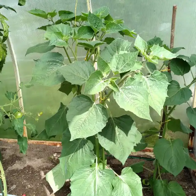 Через месяц после высадки физалиса в теплицу, 20 июня на растениях появились первые цветы. Высота растений приближалась к метру. Они начали усиленно куститься и набирать мощь