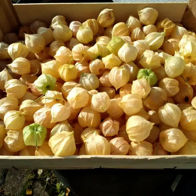 В сентябре урожай ягодного физалиса начал набирать обороты. Фонарики собирала миской, затем ящиками