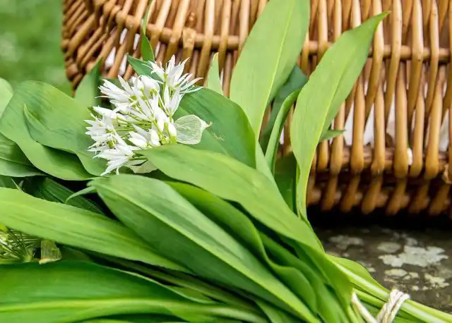 Один из лидеров среди ранних многолетников - черемша. Черемша подходит для маринования, квашения, сушки, приготовления зелёного сала и черемшовой соли, припускания и тушения