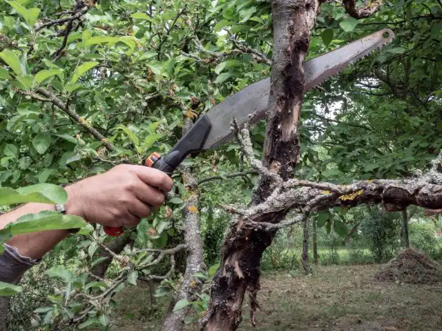 Як відновити запущені дерева та