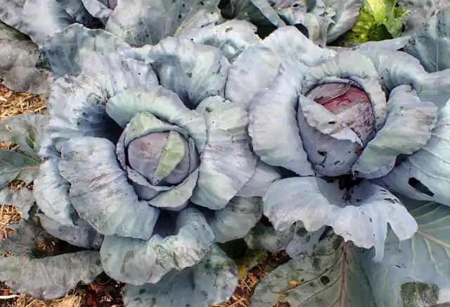 Краснокочанная капуста (Brassica oleracea var. capitata f. Rubra)