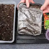 делаем мини-парник – накрываем ёмкость прозрачной плёнкой или стеклом