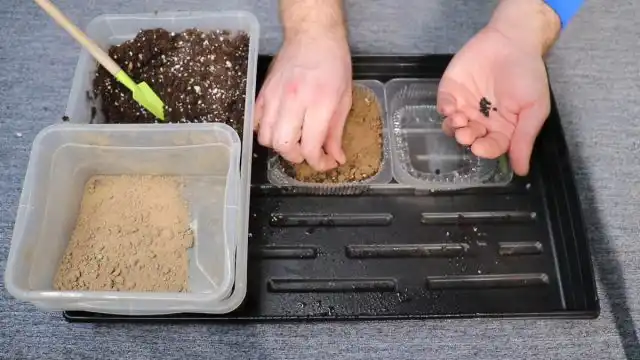 Можно также сеять спаржу на песок