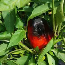 Перец «Черный куб» на кусте