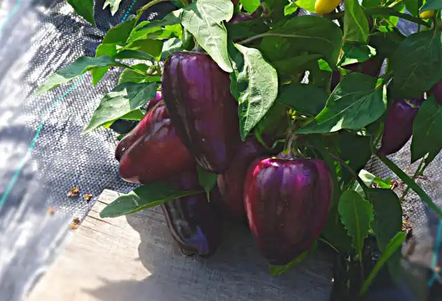 Ингрид — очень урожайный сорт перца. Кустики были не высокими, но очень плодовитыми. На кусте действительно присутствовали как конические плоды с острым кончиком, так и кубовидные