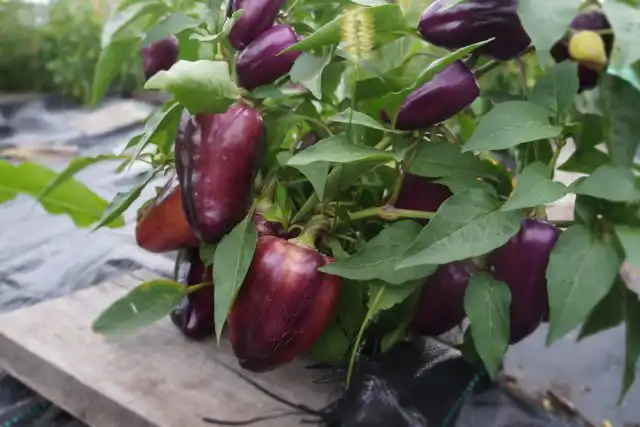 Куст перца «Ода» низкий и урожайный, буквально облеплен перчиками