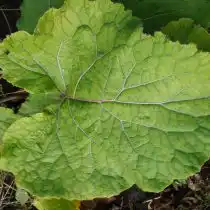 Лист сортового лопуха менее опушен