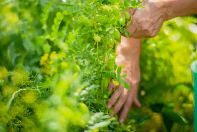 В зависимости от погодных условий, нут бывает готов к уборке через 85-100 дней после посева. Вы можете собирать урожай, когда стручки еще маленькие и зеленые, и приготовить их, как стручковую фасоль