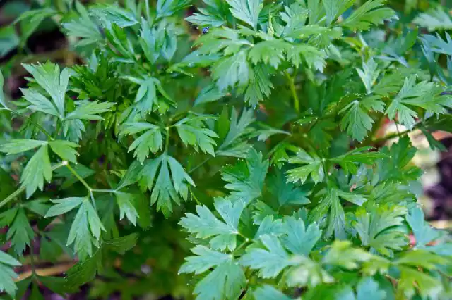 Кинзу благоприятно сажать с горохом, так как горох лучше растет с ароматическими растениями