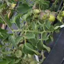 Листва томата «Абрикос»