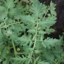 Листва томата «Белый персик»