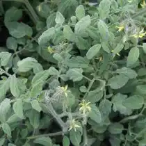 Листва томата «Бархатная Катя в Жёлтом»