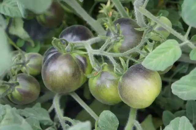 У помидоров-персиков волоски иногда выглядят будто покрытыми густыми инеем или мягким пухом. Пушистость бывает наиболее выражена у недозрелых плодов, а по мере созревания она уменьшается.