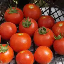 Помидор «Персик лилипут»