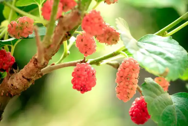 Тутовые деревья хорошо адаптируются и могут легко справляться с глинистой, суглинистой и песчаной почвой, если грунт может поддерживать достаточный дренаж