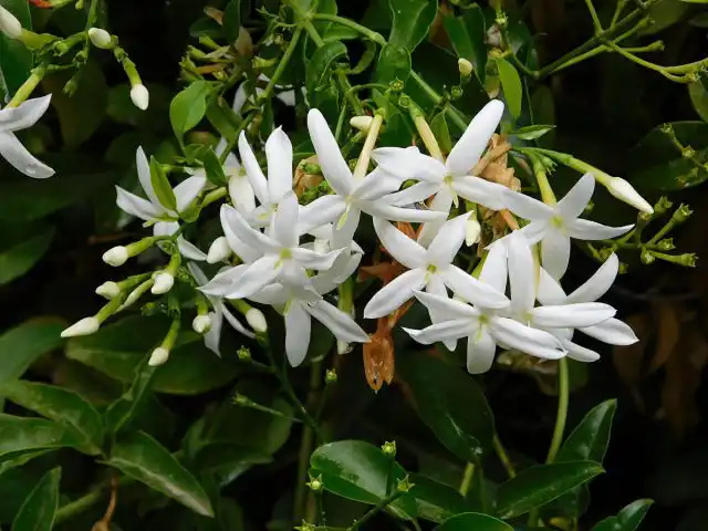 Жасмин лекарственный (Jasminum officinale)