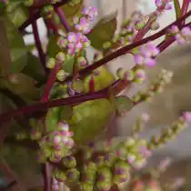Цветение представляло собой очень необычное зрелище: она цвела мелкими розовыми шариками, которые постепенно превращались в четырехгранные ягодки