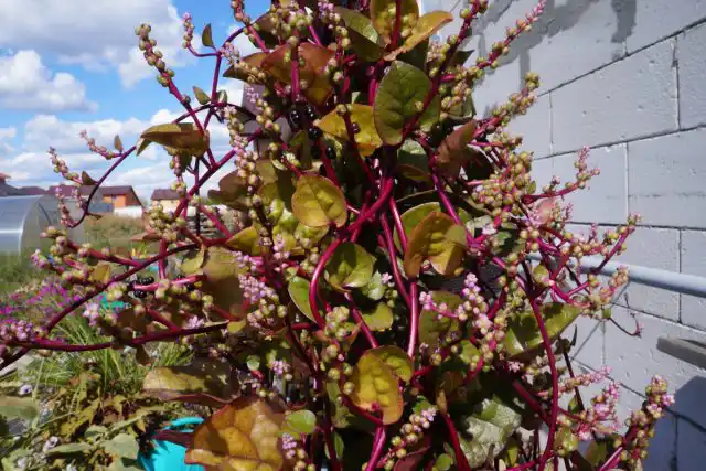 Листья базеллы можно есть в течение всего сезона, но как только растения начинают цвести, они становятся горькими. В сыром виде малабарский шпинат на вкус напоминает смесь лимона и перца с приятным хрустом