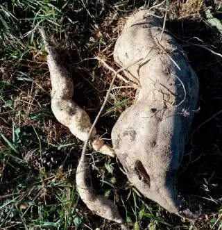 Неодномерность и корявость клубней