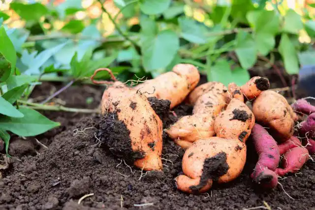 Цвет мякоти батата не только характеризует насыщенность клубня теми или иными веществами (оранжевые -каротиноидами, фиолетовые- антоцианами), но и косвенно может характеризовать съедобность в сыром виде