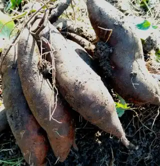 Выровненные клубни