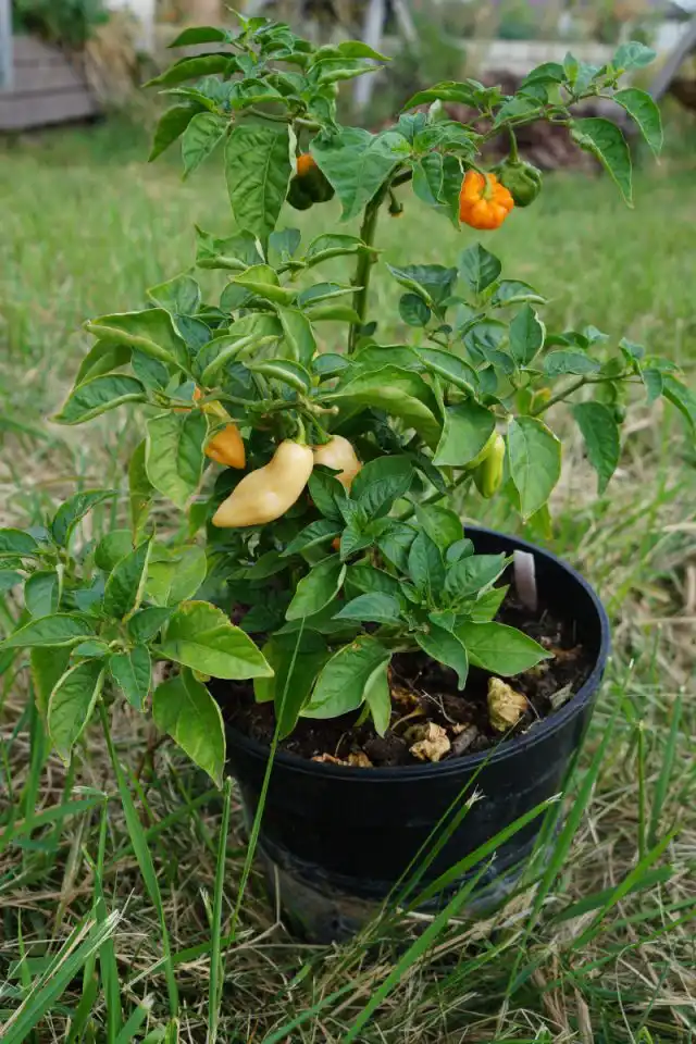 Китайский перец хорошо растет и в горшке