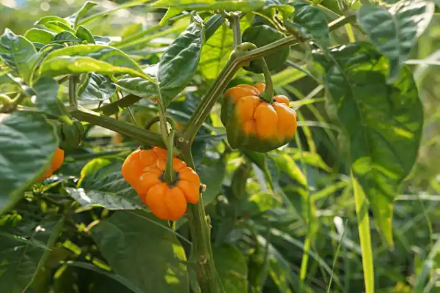 Перец китайский «Аджи Маргаритено» (Capsicum Chinense 'Aji Margariteno')