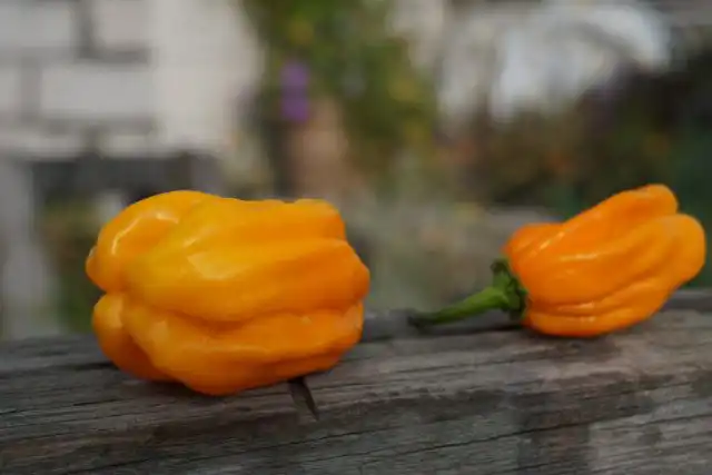 Перец китайский «Хабанеро Нумекс мягкий оранжевый» (Capsicum Chinense 'Numex Suave Orange')