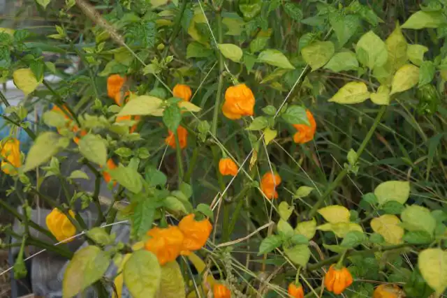 Перец китайский «Тринидад парфюм» на кусте