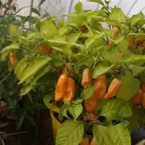 Китайский перец «Розовый Хабанеро» на кусте