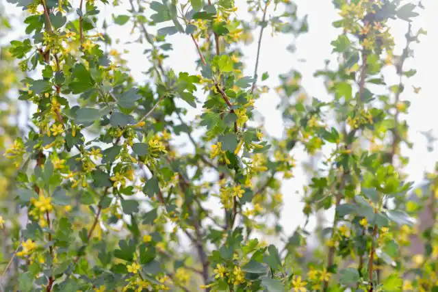 Золотистая смородина неуживчивость проявляет несколько иначе – травит соседей корневыми выделениями