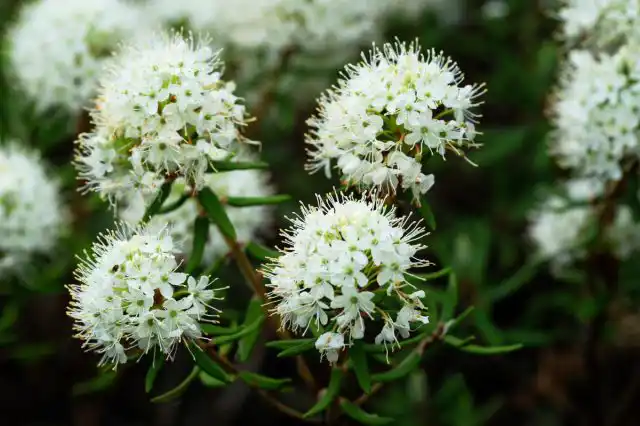 Фитонциды выделяют все растения. Причём, не только полезные для человека и вредные для микроорганизмов, но и откровенно ядовитые для людей, например багульник болотный