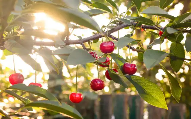 Вишня, слива и черешня, неплохо уживаясь друг с другом, конфликтуют с семечковыми (яблоня, груша) корнями под землёй
