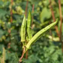 Бамия — это тропическое растение из семейства Мальвовых