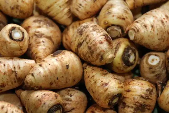 Бутень едят сырым, как редис, или тертым, как редьку, а также в тушеном виде. Его мякоть, тающая и сладковая, придает блюдам ореховый вкус