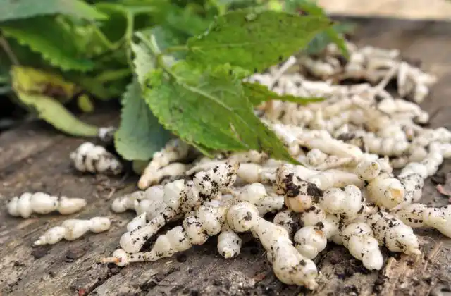 Чистец тщательно промывают водой, затем едят сырым, маринуют в уксусе, или готовят на пару. Клубеньки имеют относительно сладкий вкус и напоминают цветную капусту