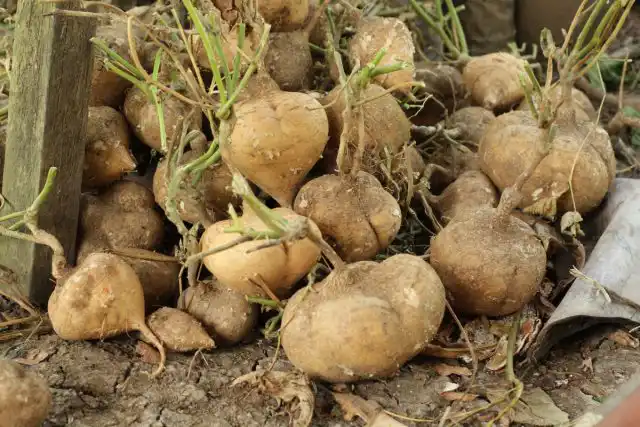 Хикама, также называемая гороховым картофелем, образует клубни с сочной, сладковатой мякотью с привкусом каштана. Их едят сырыми или варят, как картофель