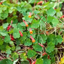 Настурция клубненосная — не очень выносливое, вьющееся растение любит солнечное место и богатую, легкую почву