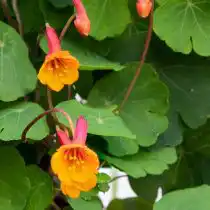 Настурция известна красивыми и съедобными оранжевыми цветками