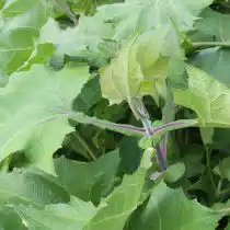 Якон — родственник подсолнуха и топинамбура