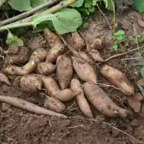 Уборка урожая якона происходит с октября по ноябрь