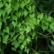 Китайский ямс можно узнать по сердцевидным листьям и длинным лианам