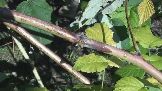 Возбудитель пурпурной пятнистости — грибок Дидимелла (Didymella applanata). Пути распространения инфекции: воздушный, через воду, посредством различных насекомых (подземных и надземных)