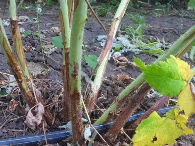 Основной симптом пурпурной пятнистости на малине — грязно-пурпурные или коричневые пятна на стебле