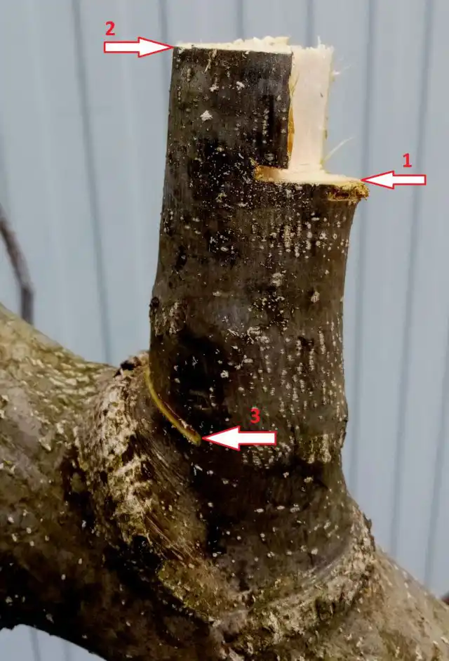 Начинающим или неуверенным лучше выполнять спил в 3 приёма