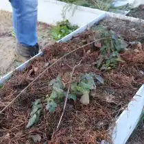 Под побеги ежевики можно уложить: солому, опавшую хвою, лапник, доски