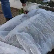 Крупные кусты желательно связать шпагатом, а сверху установить дуги и накрыть их нетканым материалом