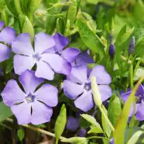 Многолетники с толстой, жесткой или восковой листвой не будут погрызены слизняками. К таким растениям относится бадан, очиток, манжетка, барвинок и другие